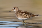 Pectoral-Sandpiper_57853.jpg