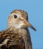 Pectoral-Sandpiper_58424.jpg