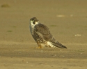 Peregrine-Digi_1838.jpg