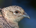 Pheasant_5D_12826.jpg