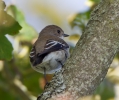 Pied-Flycatcher_59382.jpg