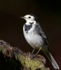 Pied-Wagtail_64849.jpg