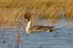 Pintail-Male_11726a.jpg