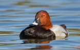 Pochard-Male_23185.jpg