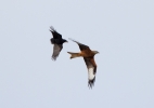 Red-Kite-and-Rook_15371.jpg