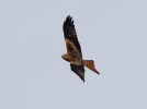 Red-Kite_15266.jpg