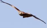 Red-Kite_19780a.jpg