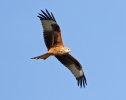 Red-Kite_19790.jpg