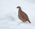 Red-legged-Partridge_5D_00273.jpg