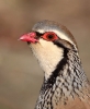 Red-legged-Partridge_5D_07259b~0.jpg