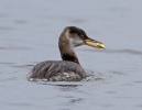 Red-necked-Grebe_65411.jpg