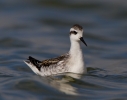 Red-necked-Phalarope_60692.jpg