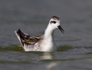 Red-necked-Phalarope_60719.jpg