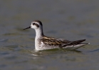 Red-necked-Phalarope_60835.jpg