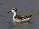 Red-necked-Phalarope_60847.jpg