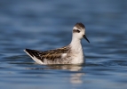 Red-necked-Phalarope_62464.jpg