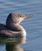 Red-throated-Diver_23489.jpg