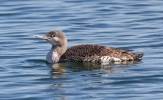 Red-throated-Diver_23556.jpg