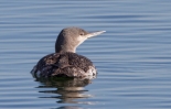 Red-throated-Diver_23608.jpg