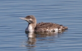 Red-throated-Diver_23618.jpg