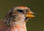 Redpoll_15121a.jpg