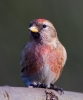 Redpoll_15242.jpg