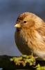 Redpoll_18820.jpg