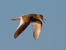 Redshank_46461.jpg