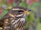 Redwing_65214.jpg