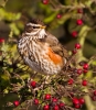 Redwing_8418.jpg