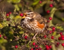 Redwing_8422.jpg