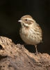 Reed-Bunting-Female_5D_07670.jpg