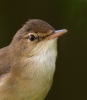 Reed-Warbler_33716.jpg