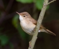 Reed-Warbler_33779.jpg