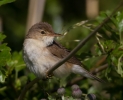 Reed-Warbler_46711.jpg