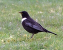 Ring-Ouzel_28183.jpg