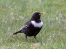 Ring-Ouzel_28216.jpg