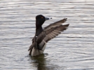 Ring-necked-Duck_26607.jpg