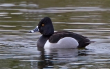 Ring-necked-Duck_26632.jpg