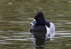 Ring-necked-Duck_26645.jpg