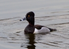 Ring-necked-Duck_26671.jpg