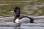 Ring-necked-Duck_27006.jpg