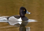 Ring-necked-Duck_27033.jpg