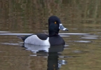 Ring-necked-Duck_73216.jpg