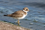 Ringed-Plover-Juv_0702.jpg