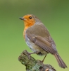 Robin_26146.jpg