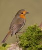 Robin_5D_43047.jpg