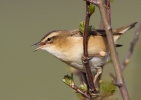 Sedge-Warbler_27271.jpg