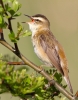 Sedge-Warbler_31293.jpg