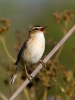 Sedge-Warbler_46648.jpg